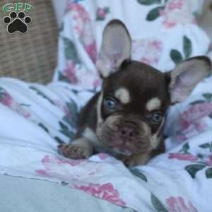 Maverick, French Bulldog Puppy